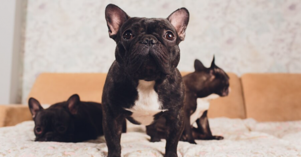 exploring-the-intricacies-of-french-bulldog-breeding-2