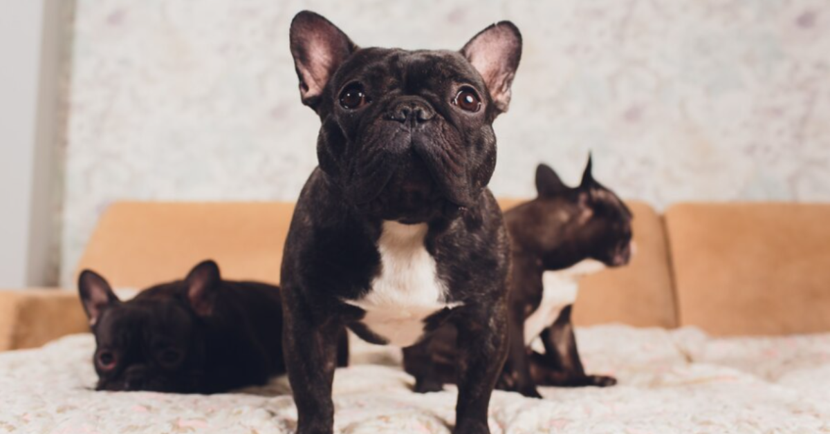 Exploring the Intricacies of French Bulldog Breeding