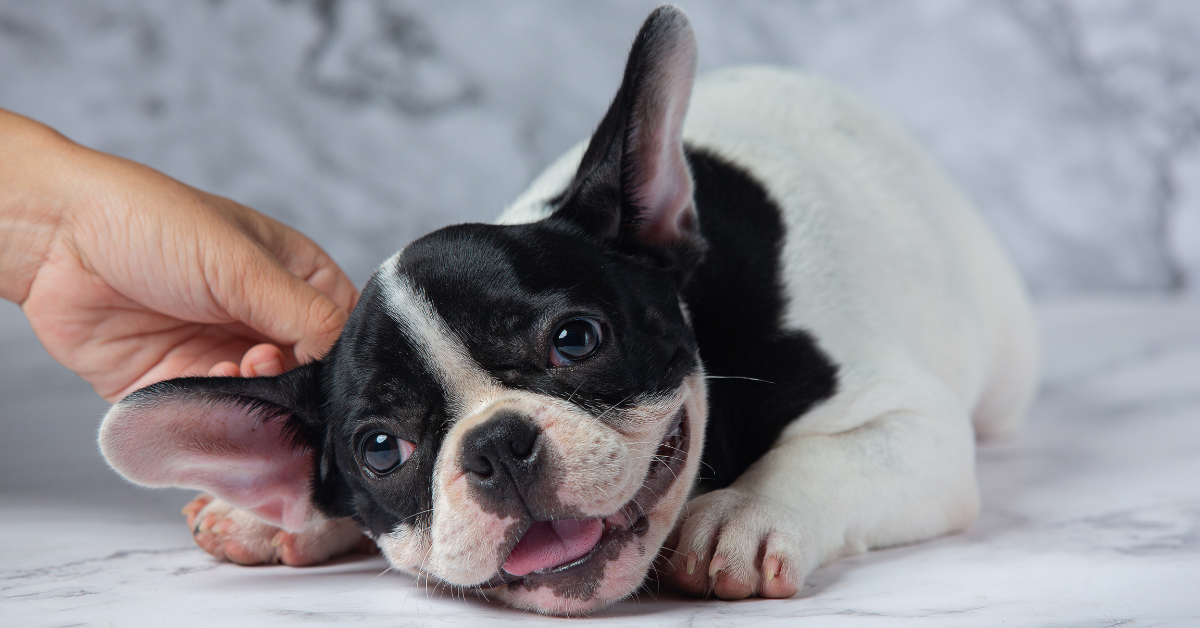 French Bulldog Pregnancy Care and Gestation