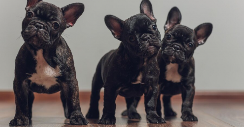revolutionizing-patient-care-french-bulldogs