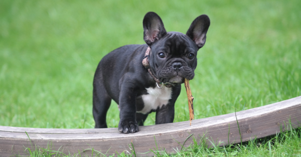 the-charm-of-french-bulldogs-2