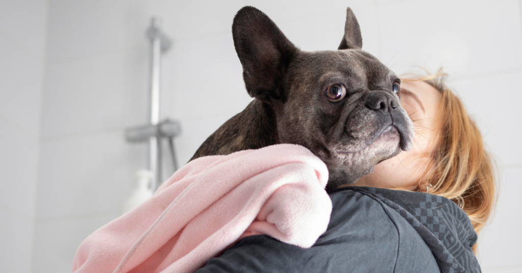 essential-grooming-tips-for-your-frenchie-pup-2