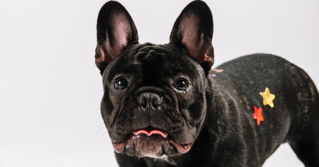 exercise-and-play-fun-ways-to-keep-your-frenchie-active