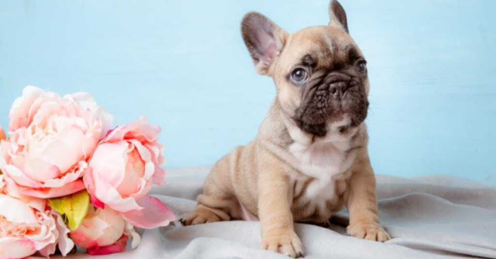 exploring-rare-color-variations-in-french-bulldogs-1