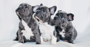 health-considerations-for-french-bulldog-puppies