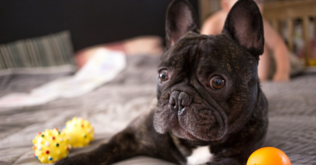 pregnancy-in-french-bulldogs-signs