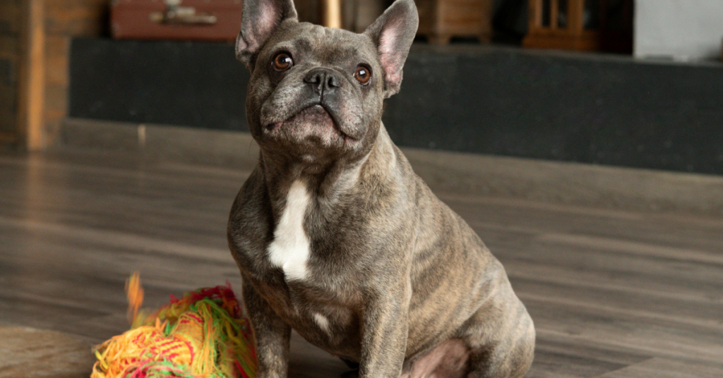 prenatal-care-for-the-french-bulldog-mother