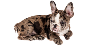 rare-french-bulldog-colors-and-health-considerations