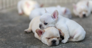 stages-of-pregnancy-for-a-french-bulldog