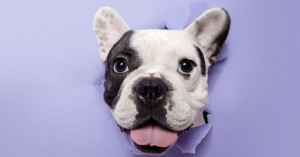 the-role-of-genetics-in-french-bulldog