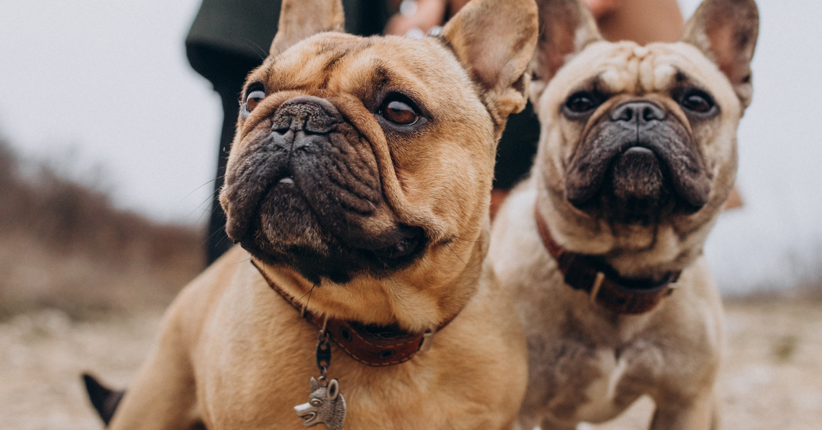 Understanding the Generational Lineage of French Bulldogs