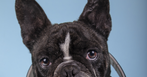 understanding-the-playful-side-of-french-bulldogs