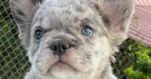 unveiling-french-bulldogs-unique-traits-and-personality-insights