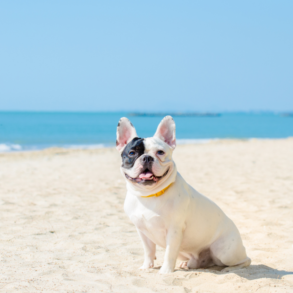 french-bulldogs-for-sale-los-angeles-ca-2