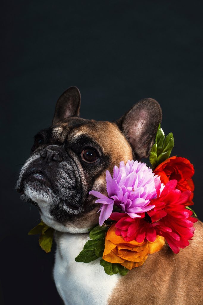 french bulldogs for sale new york