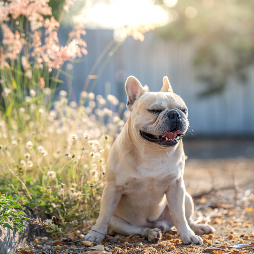 the-best-exotic-frenchies-for-sale-los-angeles-ca