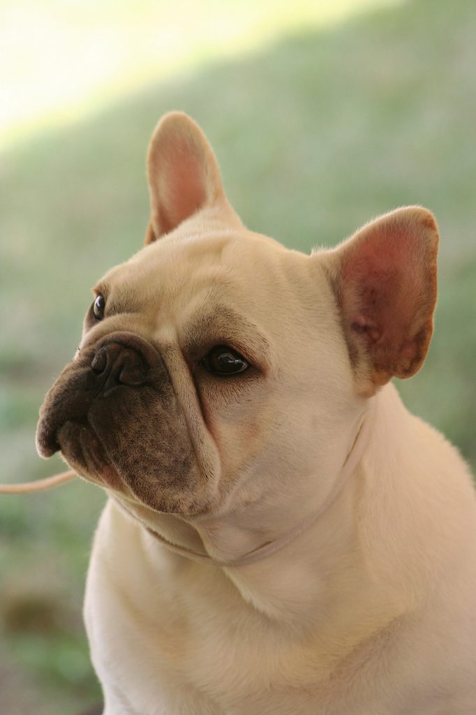 the-best-exotic-frenchies-for-sale-new-york