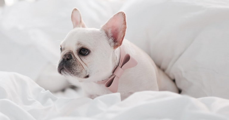 planning-parenthood-for-your-french-bulldog-a-guide-2