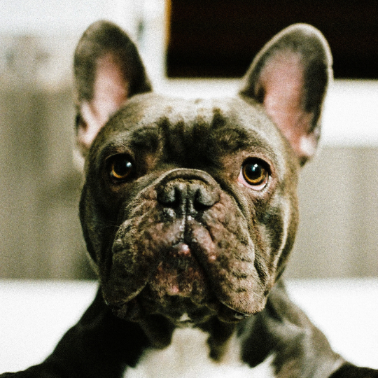 exotic-frenchies-for-sale-chicago-illinois