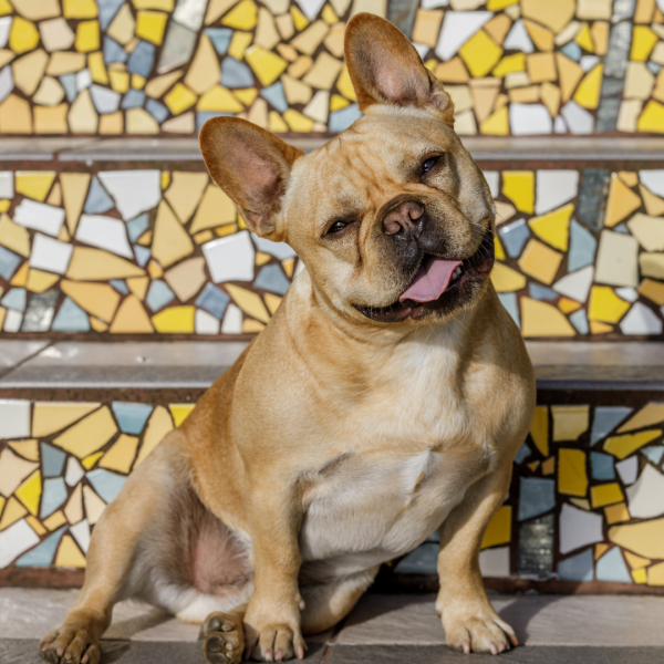FRENCH BULLDOGS FOR SALE PHOENIX