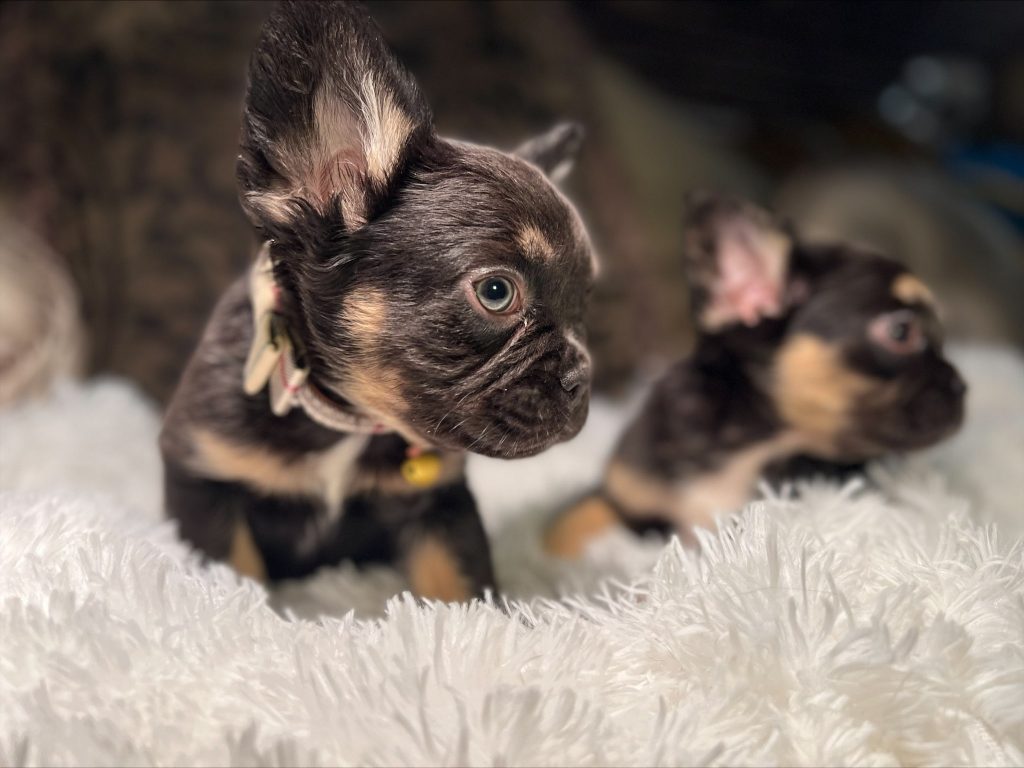exotic frenchies for sale centralia il elite efrenchies