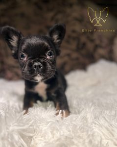 fluffy black and tan French bulldog Female