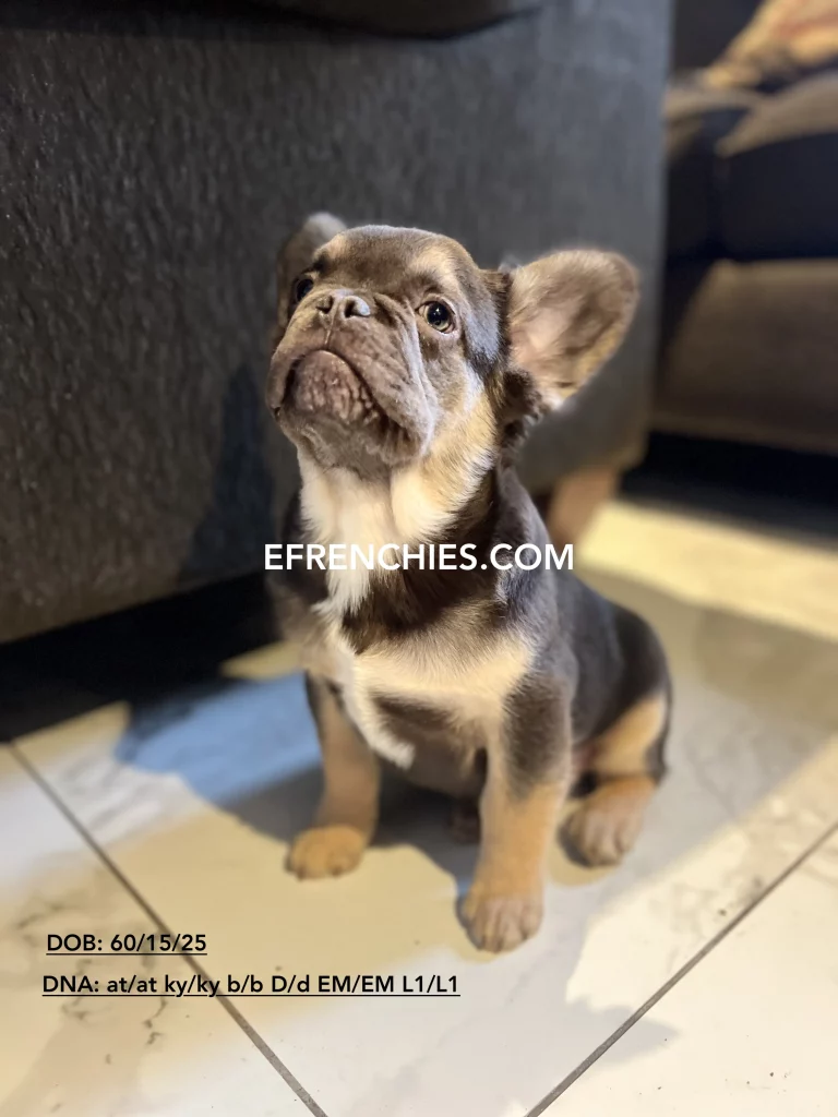 Indianapolis Fluffy Frenchies