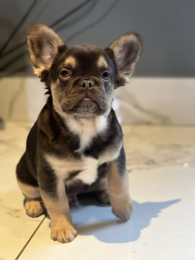 Indianapolis Fluffy Frenchies