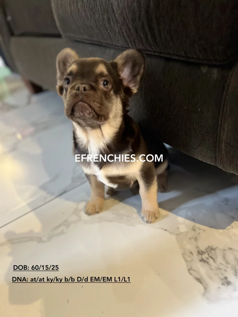 Indianapolis Fluffy Frenchies