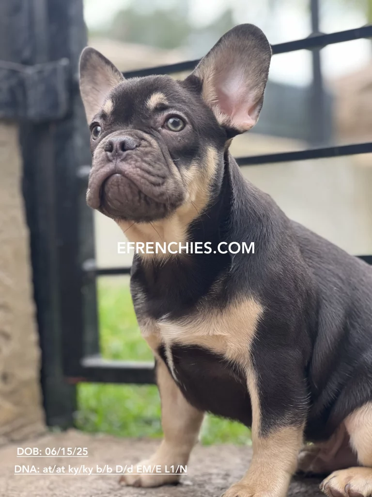 indianapolis Frenchies