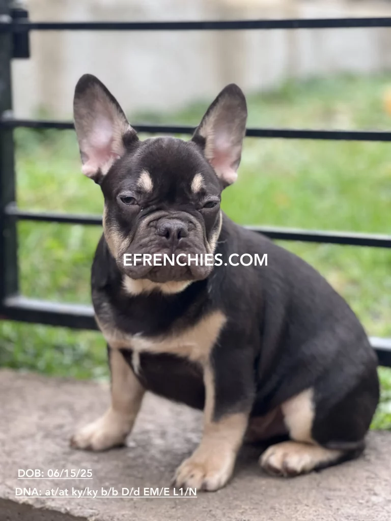 Frenchies for sale in indianapolis