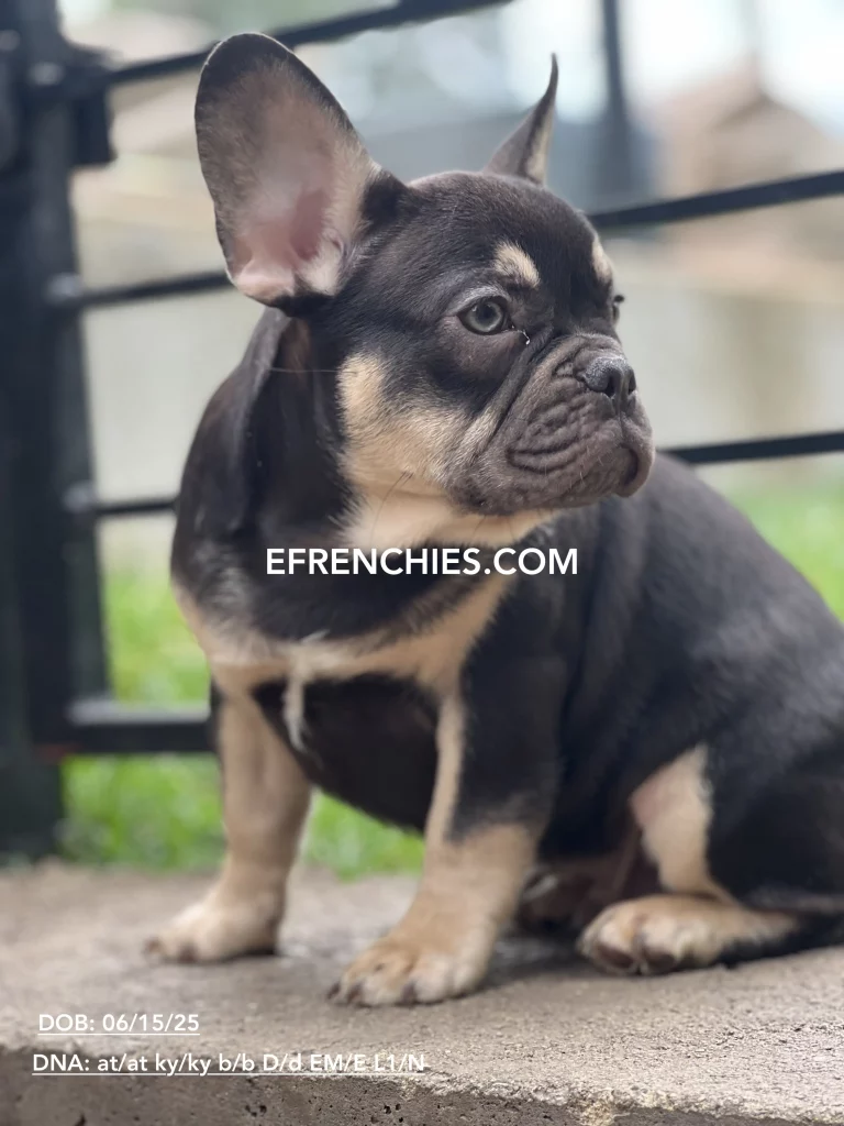 indianapolis In Frenchies For Sale