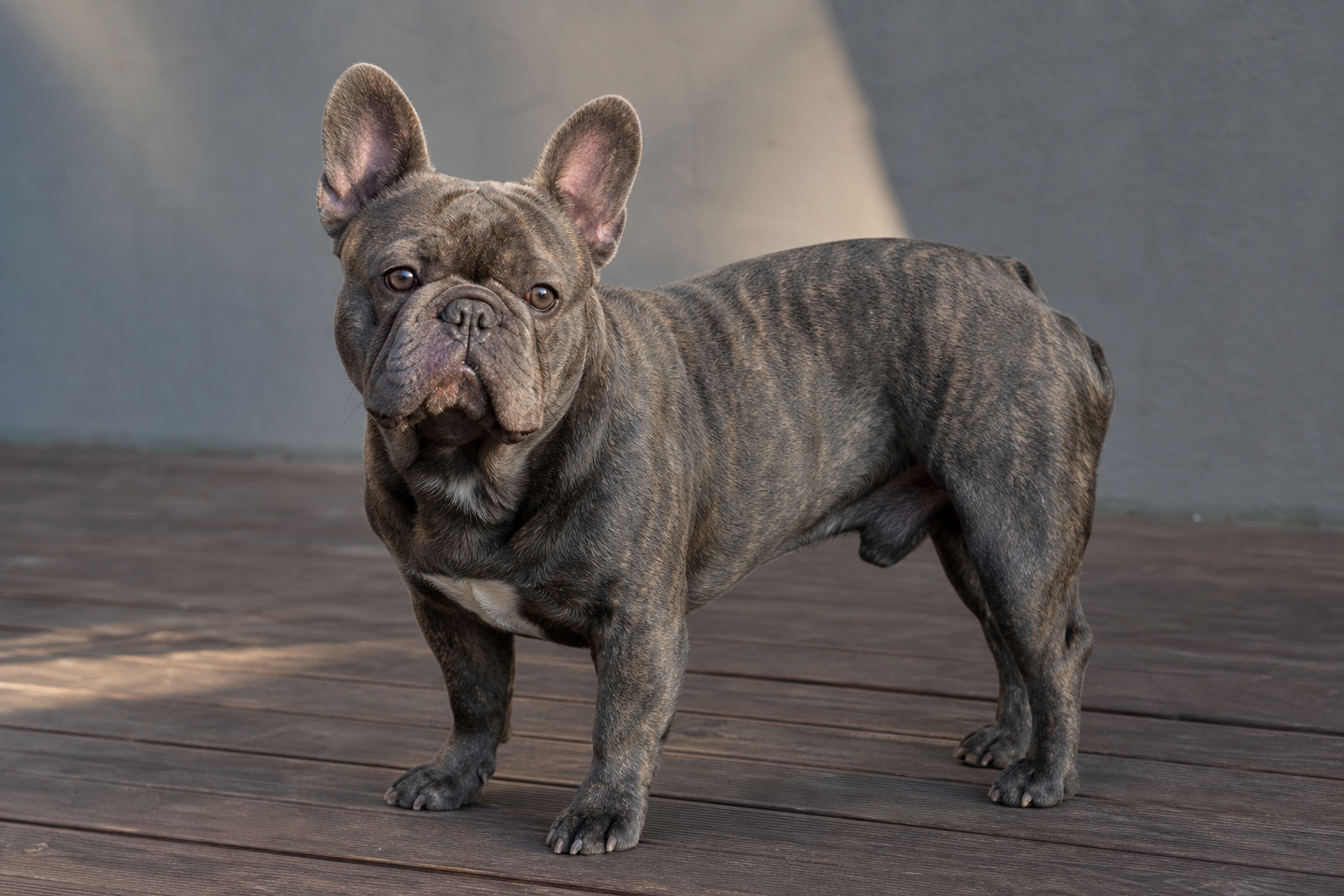French Bulldog Stud Services