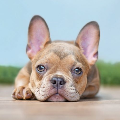 best-exotic-frenchies-for-sale-denver-co