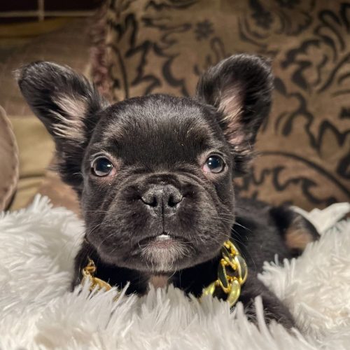 Chocolate fluffy frenchie for sale Darien CT