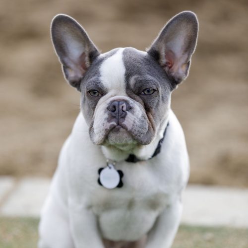 Chocolate fluffy frenchie for sale Houston TX
