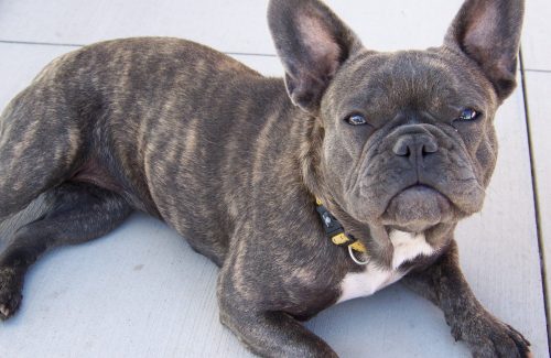 Common French Bulldog Colors Brindle