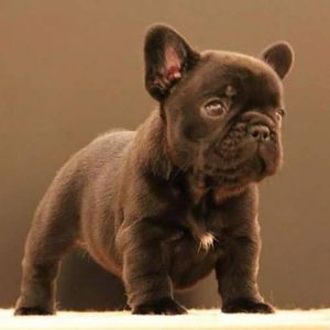 Common French Bulldog Colors Chocolate