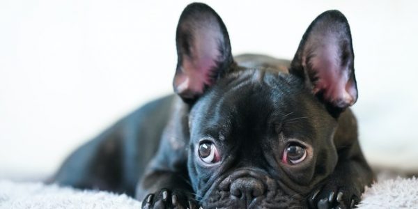 Diabetes in French Bulldogs Chicago Il
