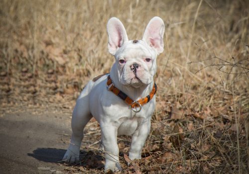 Do you know what makes a French Bulldog exotic Find out all the information here