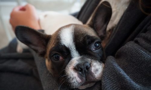 Do you know what makes a French Bulldog exotic Learn more about it here