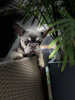 exotic French bulldogs for sale