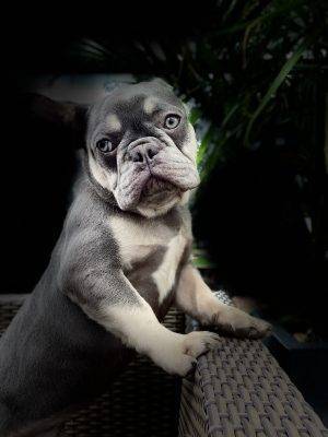 Chicago Il French Bulldogs for sale
