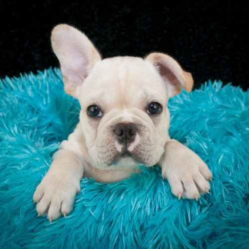 Exotic French bulldogs For sale Brownsville TX