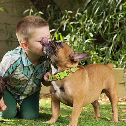 bulldog-licking-a-little-boys-face-outdoors