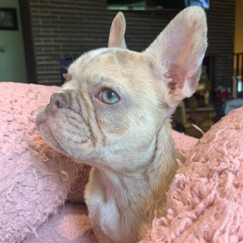 Exotic French bulldogs For sale Hialeah FL