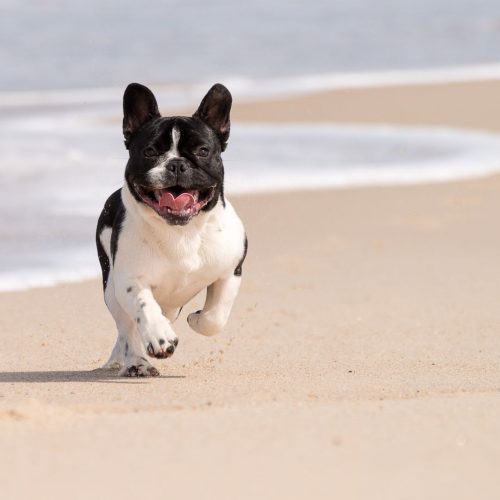 Exotic French bulldogs For sale Macallen TX