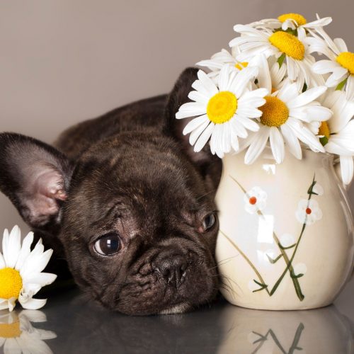 Exotic French bulldogs For sale Salinas CA