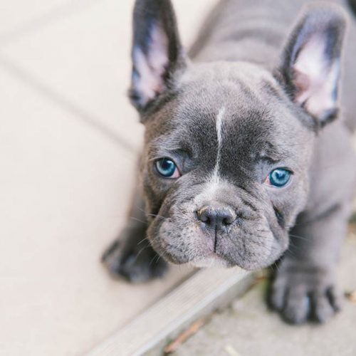 Exotic Frenchies for Sale in Denver CO