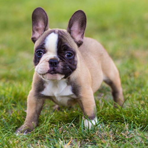 Exotic Frenchies for Sale in US Santa Ana CA